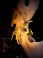 Night dive, Gulf of Aqaba, Aqaba, Jordan. Camera Sony. 
